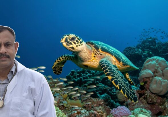 sea turtle navigation