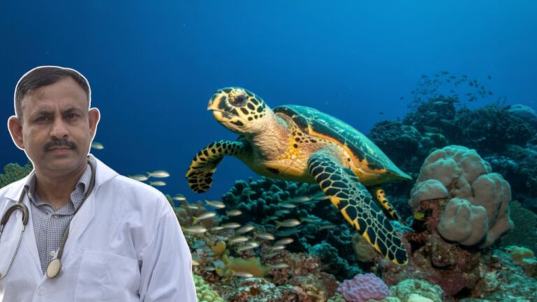 sea turtle navigation