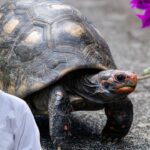 why turtle shell is strong