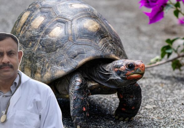 why turtle shell is strong