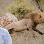 why wild animals attack humans