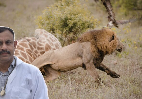why wild animals attack humans
