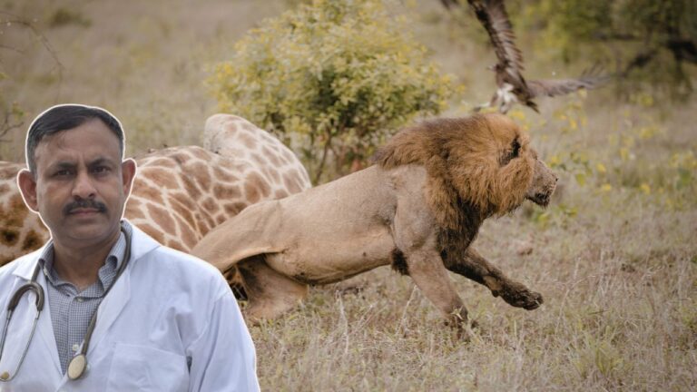why wild animals attack humans