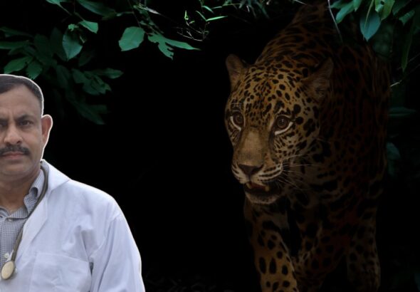 wild animals at night