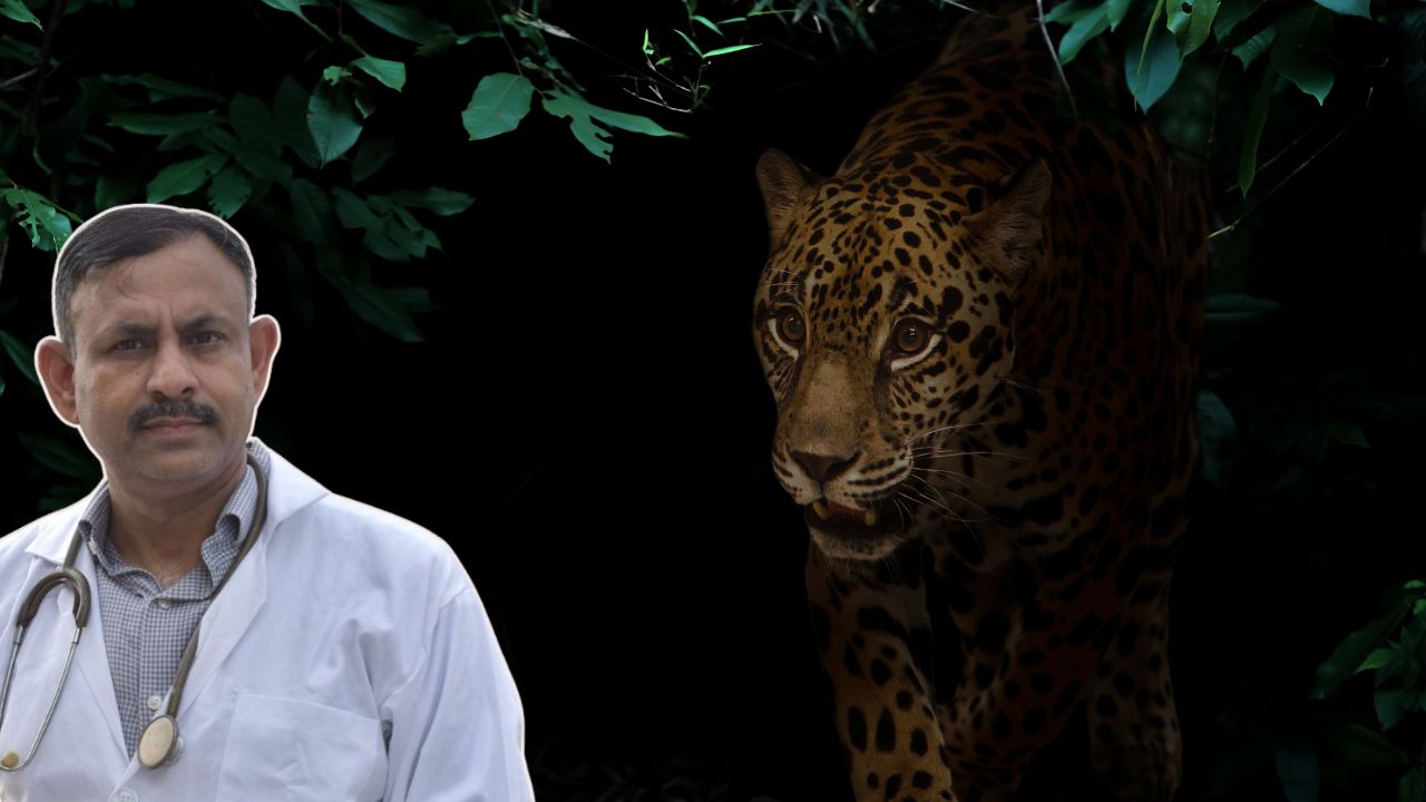wild animals at night