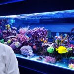 Aquarium Essentials for Healthy Fish
