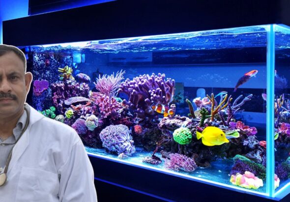 Aquarium Essentials for Healthy Fish