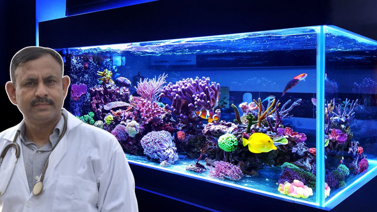 Aquarium Essentials for Healthy Fish
