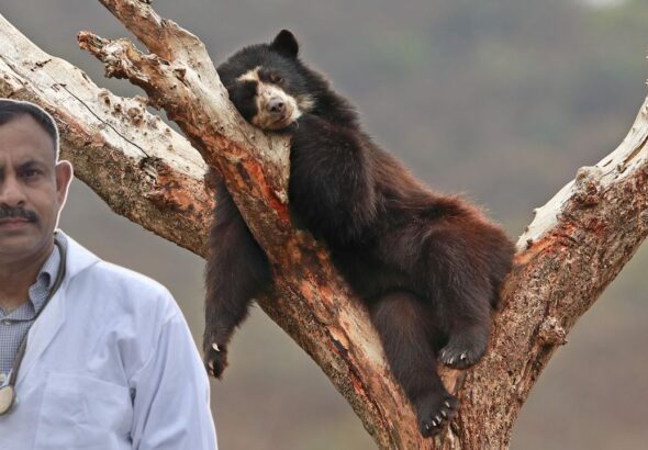 Bear