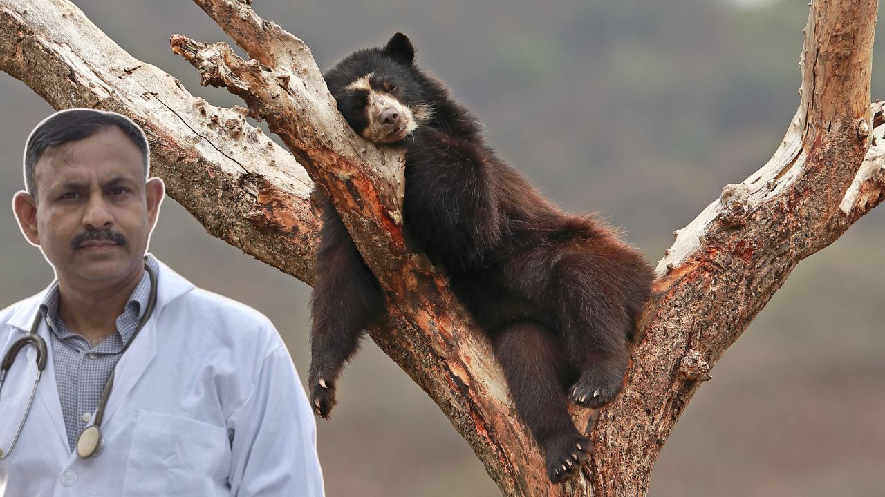 Bear