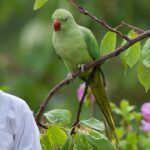 Best Fruits and Vegetables for Parrots