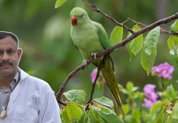 Best Fruits and Vegetables for Parrots