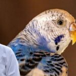 Budgerigar