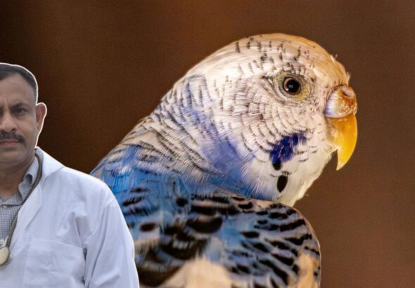 Budgerigar