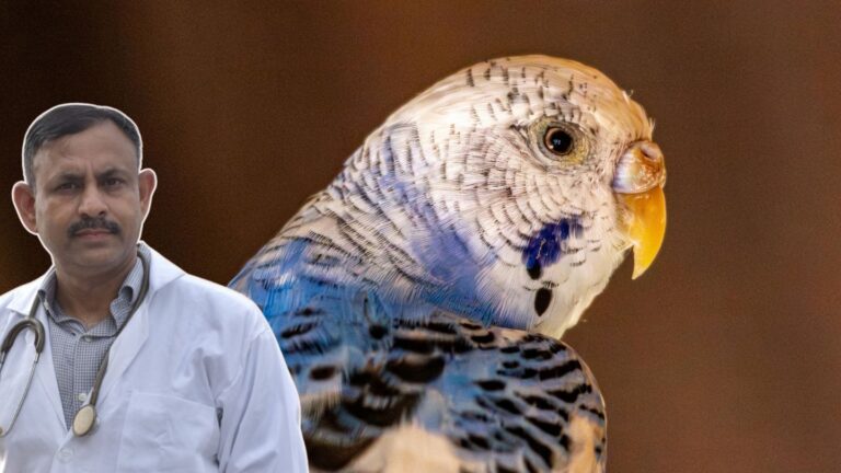 Budgerigar
