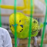 Budgerigar Health