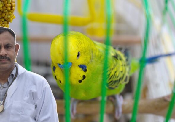 Budgerigar Health