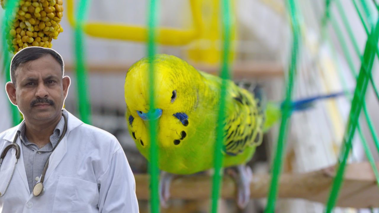 Budgerigar Health
