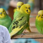 Budgerigar Health