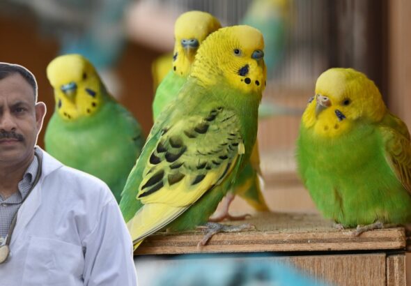 Budgerigar Health
