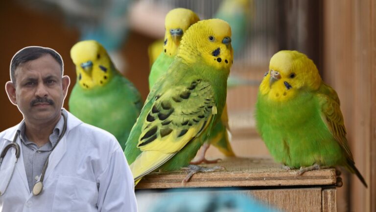 Budgerigar Health