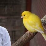 Canary Bird Care