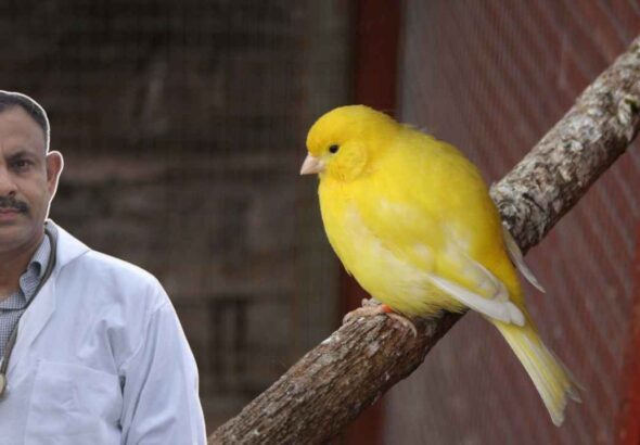 Canary Bird Care