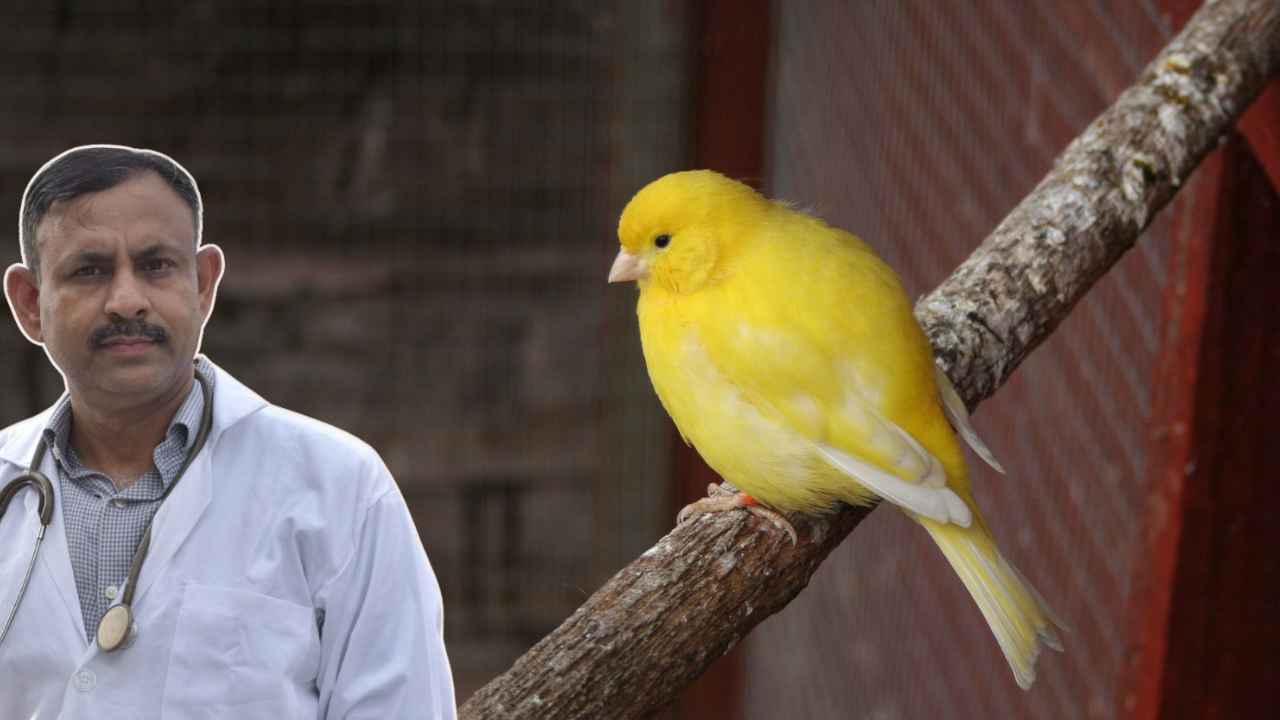Canary Bird Care