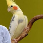 Cockatiel Diet