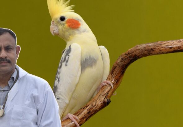 Cockatiel Diet