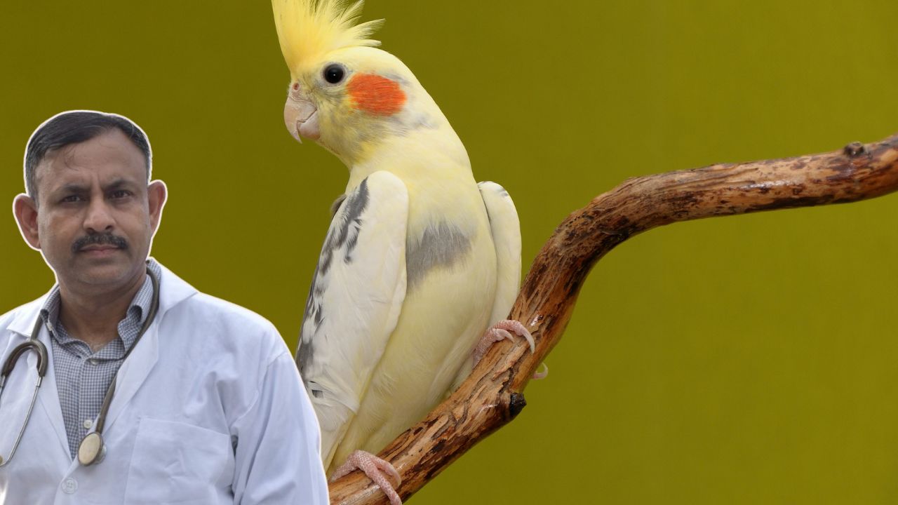 Cockatiel Diet