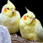 Cockatiel Lifespan