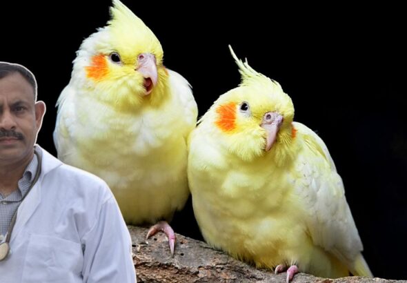 Cockatiel Lifespan