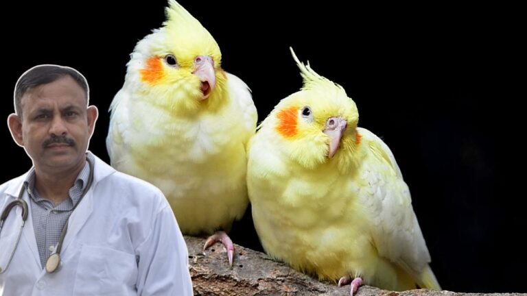 Cockatiel Lifespan