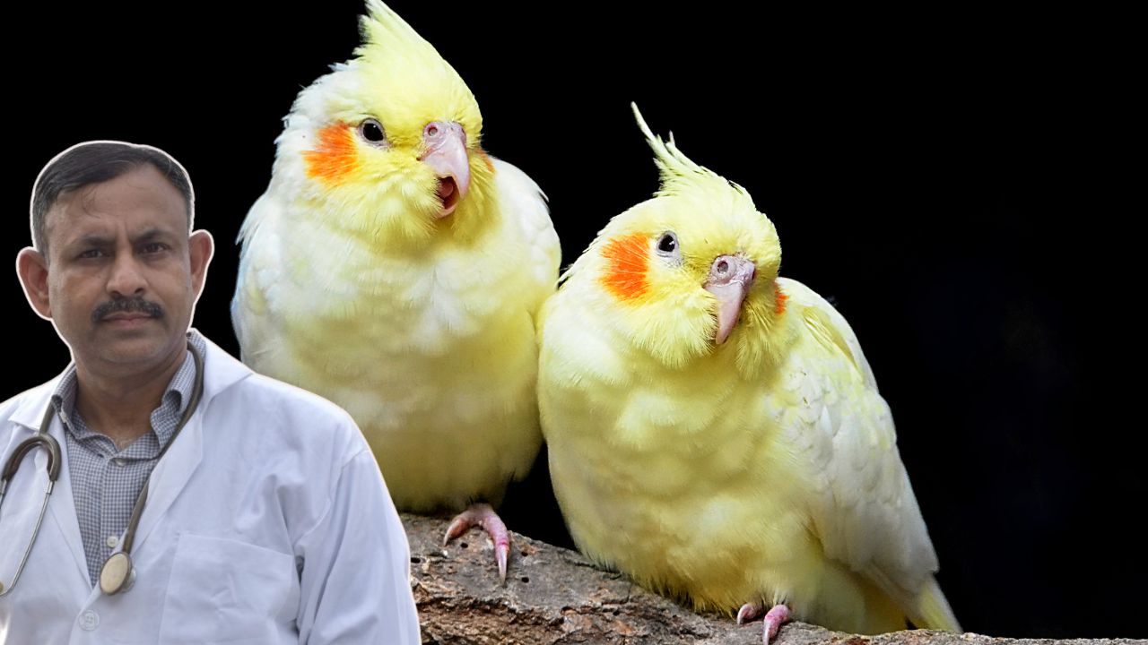 Cockatiel Lifespan