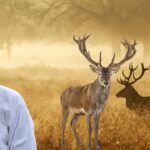 Deer Antlers