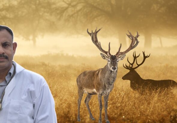 Deer Antlers