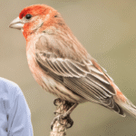 Finch Puffing Feathers