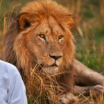 Lion Facts