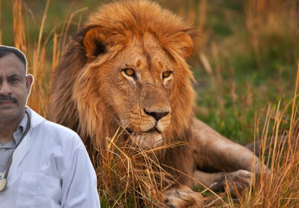 Lion Facts
