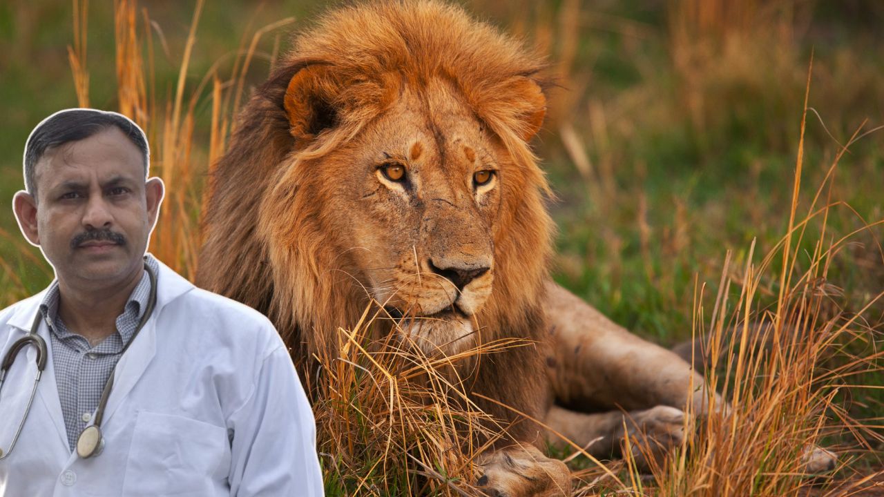 Lion Facts