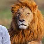 Lion Care