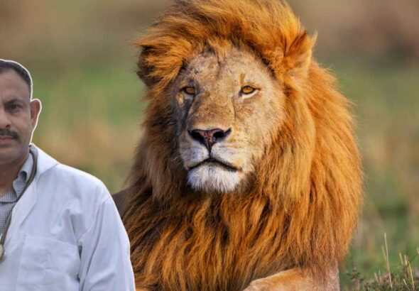 Lion Care