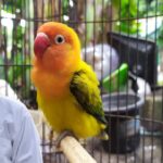 Love Birds