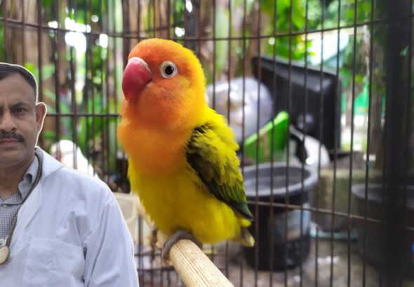 Love Birds