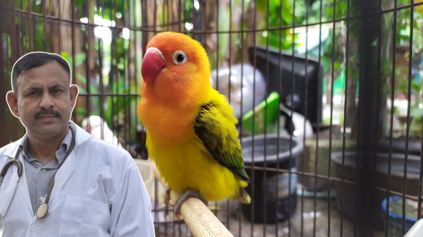 Love Birds