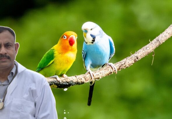 Love Birds