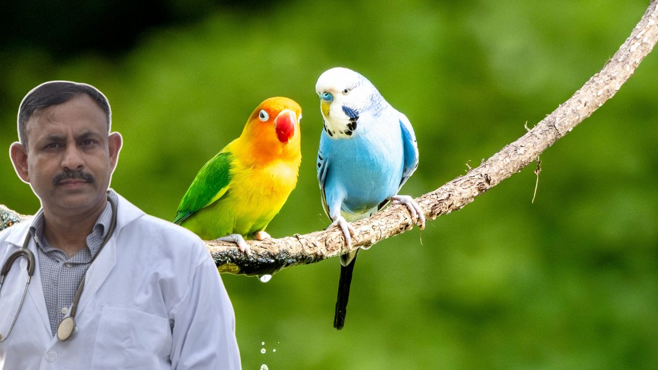 Love Birds