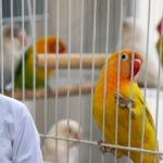 Lovebirds Cage