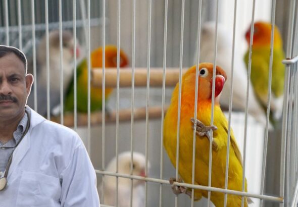 Lovebirds Cage